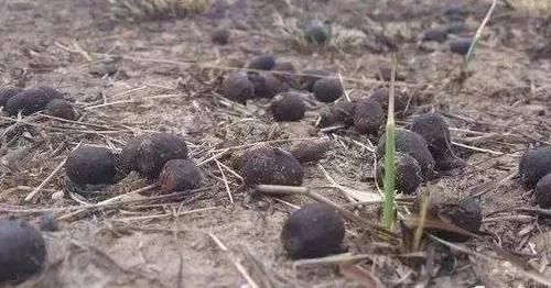  「尿素」乡间趣事！什么豆饼肥、尿素肥，都不如“1抓粪”，养绿萝用一些，3年不用管