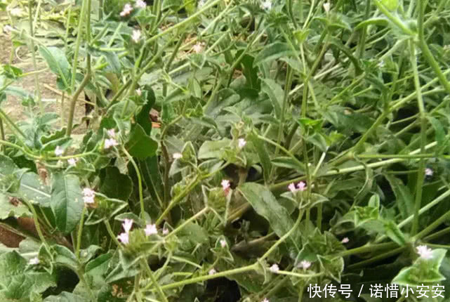 此物在农村不仅很常见，而且价值还贼珍贵，很多人都不了解它