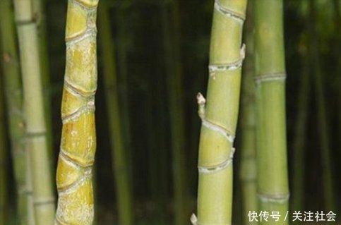 农村见到这种竹子千万要留意，也许一根顶你3月工资