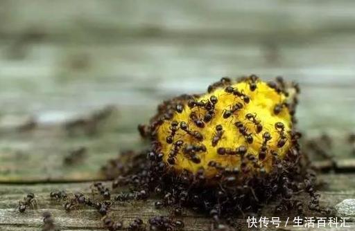  『蚂蚁』如何去除花盆里的蚂蚁虫害？5个方法，从根源上将它灭光光