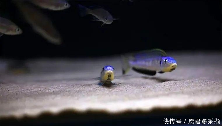 『好看』坦湖经典观赏鱼,繁殖超快,中层群游好看