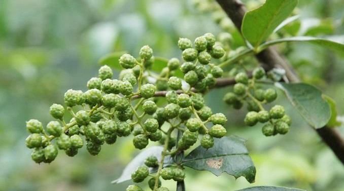  『优质』农民种植花椒，产量低，掌握高产种植技巧，收获高产优质的花椒