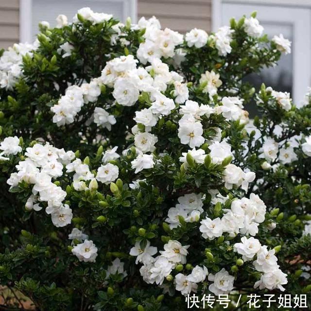 #栀子花#栀子开花时间又到了,做好这几点,开花洁白纯净,散发满屋栀子香