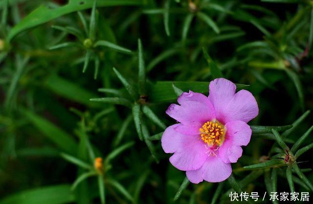  『三角梅』阳台种上3种花，常年开花没有空窗期，花香飘满整个房间