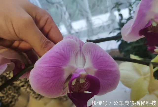  「标本」蝴蝶兰怕湿更怕干，脱水干死快成标本的蝴蝶兰怎么救？丢就对了