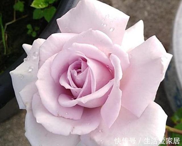  开爆|这3种花，堪称“开花机器”，学会几个“技巧”，一养就开爆盆