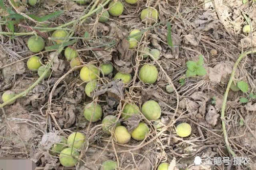 过去恨不得灭绝，农村娃当零食，如今50一斤成稀罕货