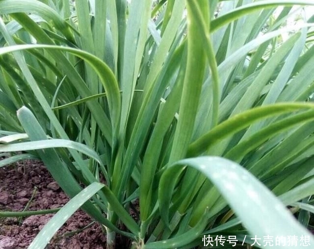 塑料■冬季养盆栽韭菜,只需做“1步”,叶子又肥又壮,收获一茬接一茬