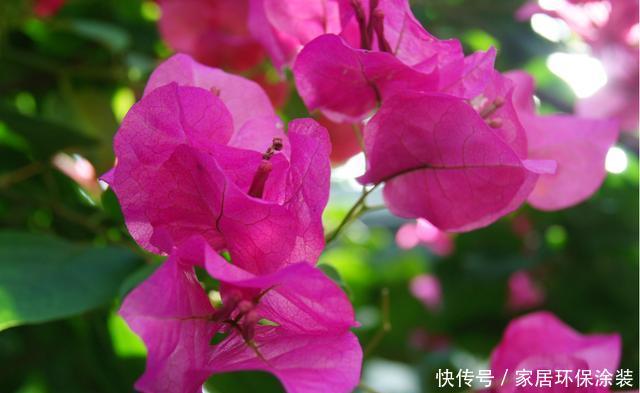 『三角梅』适合夏天养的3种花,一年四季开花不断,天气越热开花越好