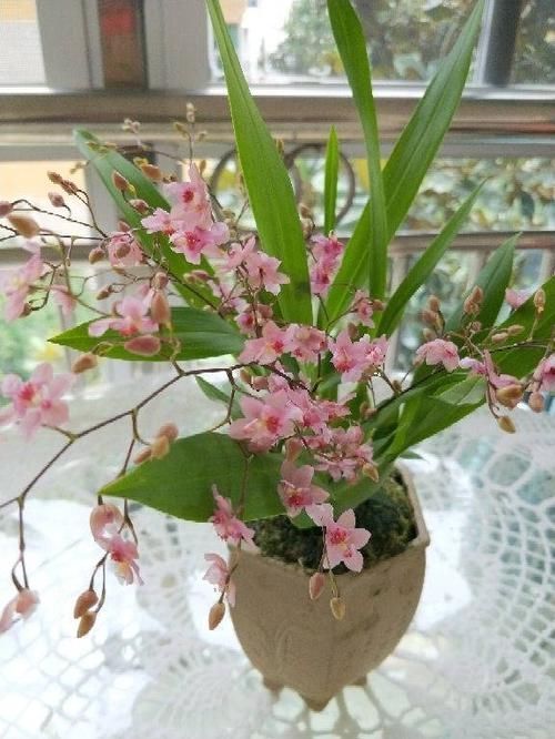  【家里】这花被叫做“吉祥花”，长得像美艳舞女，现在种一棵开出满盆花