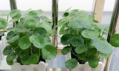  「铜钱草的叶」铜钱草长得很密，想给铜钱草分盆该怎么做不散乱倒伏？