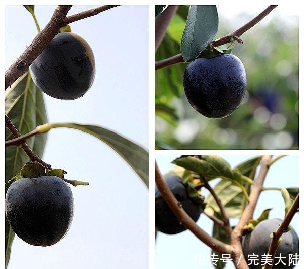  「一夜之间」65岁农民种植了一种稀有水果接近成熟，一夜之间被