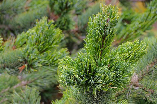 一颗树活了4000多年,被称为世界上最古老的数,却遭遇了砍伐