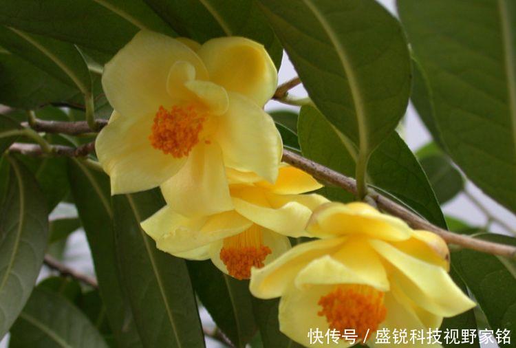  扦插■养花不仅是消遣还能赚钱植物界的大熊猫，金花茶的扦插和养护！