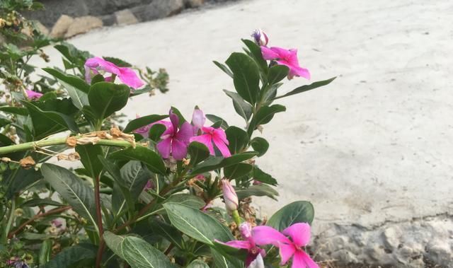  [种花草]墙根小花池可以种植的9种花草，你喜欢哪一种？