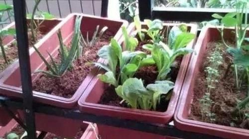  【盆栽】阳台养花太常见怎么办？就居家盆栽蔬菜，满足3点吃上健康美味