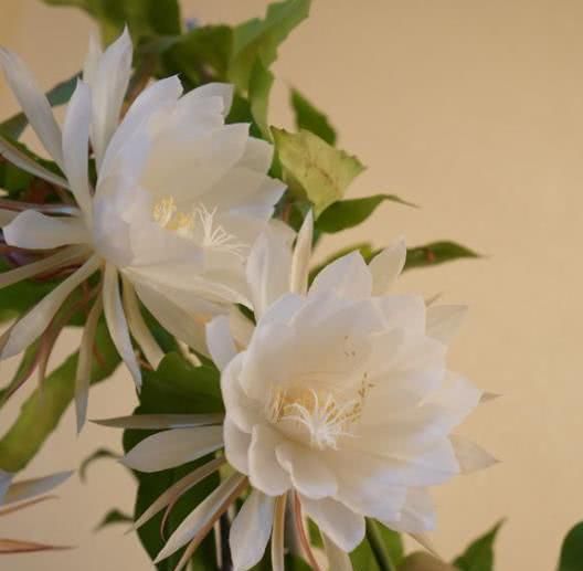  浇水：昙花不会养？做好这几点，让它安全度夏！