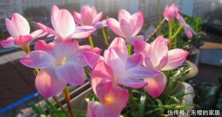  『三角梅』一养就上瘾的4种花，漂亮易爆盆，阳台变“花海”，越养越喜欢
