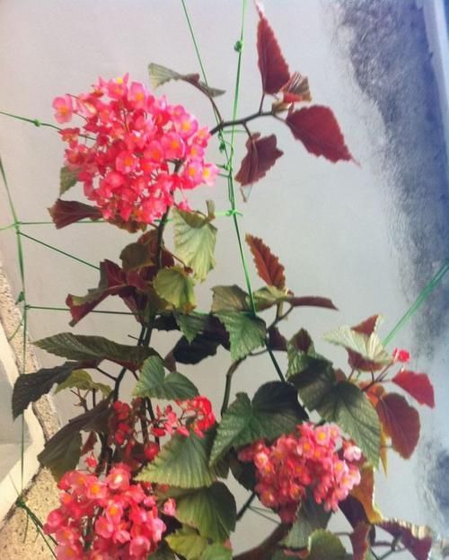  『养护』这些花朵最好养，美观又好养，养护简单花期长，花开繁盛惹人爱