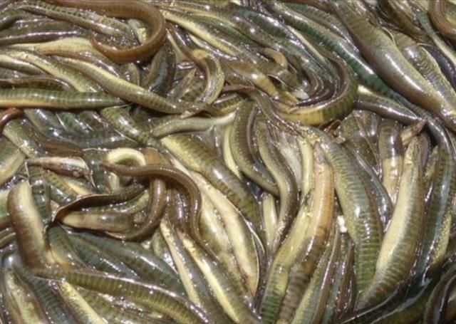  水质：70元一斤的刀鳅鱼，价格如此高，为什么很少人养殖呢