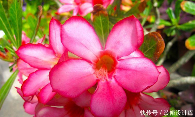 『火炬』喜欢在家中养护花卉,就养花色鲜艳、花期长,观赏价值高的花卉