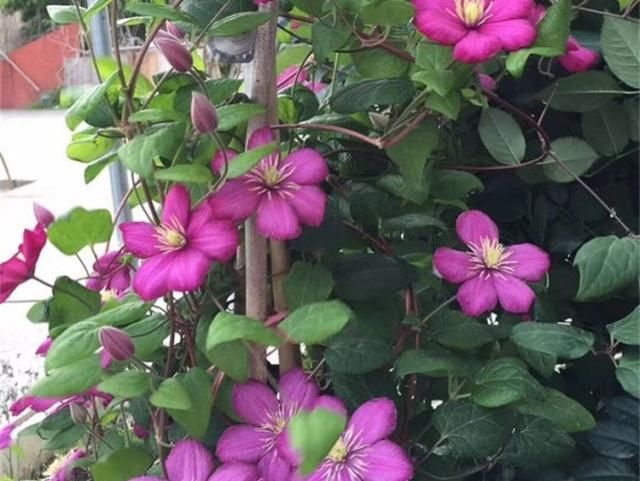  「栽培」此观花植物，花期长达6个月，花好看、易栽培，比月季、长寿花强
