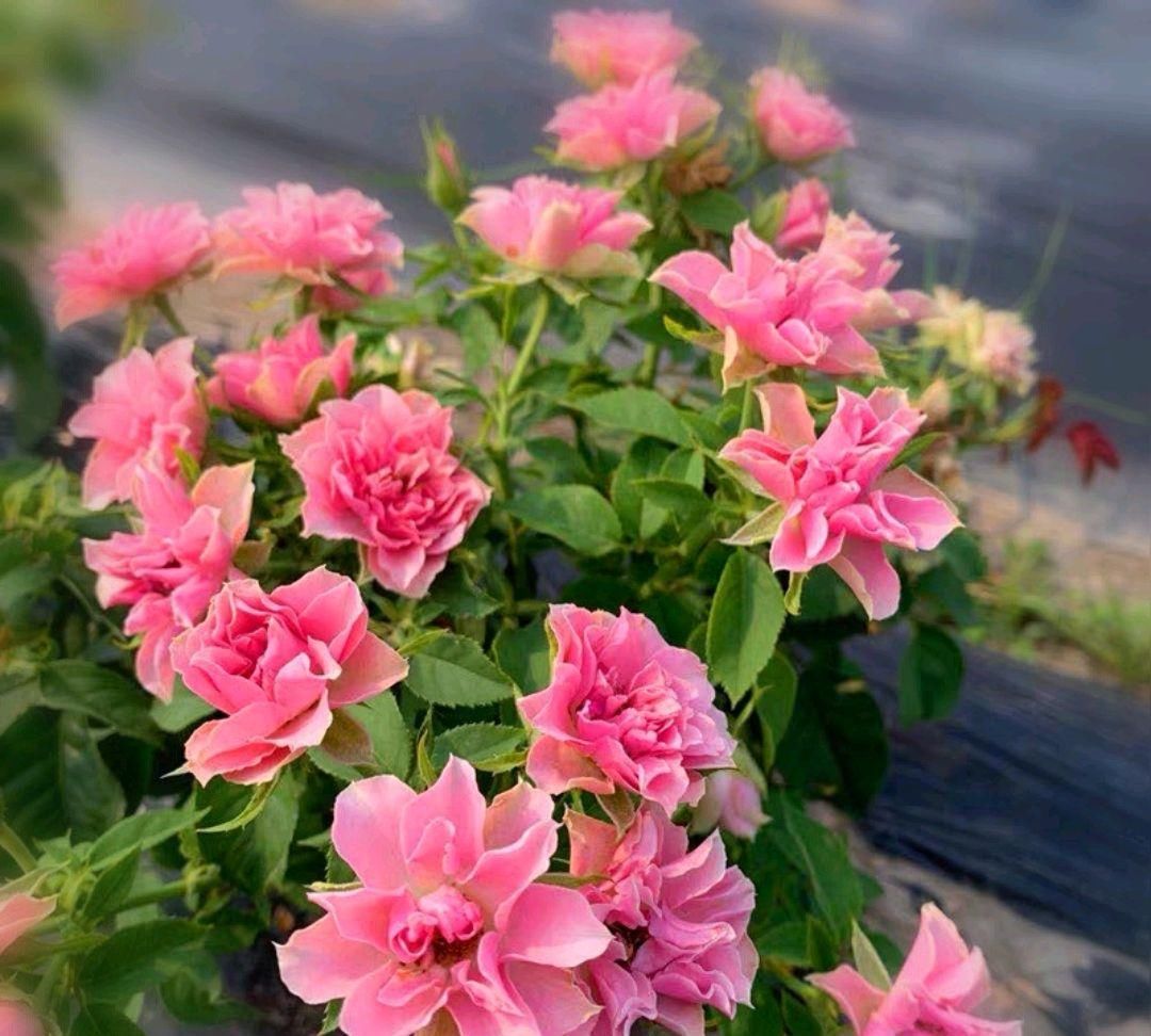  『花形』此花有着优美的花形，宛如开在风中的莲花