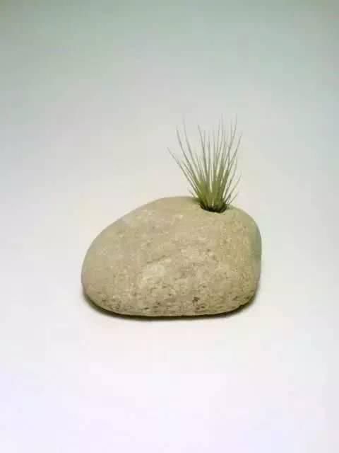  「从未见过」没有盆的盆栽，从未见过，太好看了！