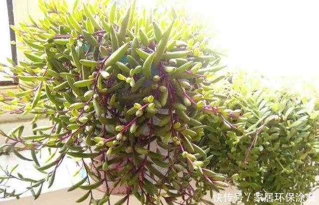  阳光|3月扦插这种花，生根之后就疯长，25天长满盆，叶片独特又漂亮