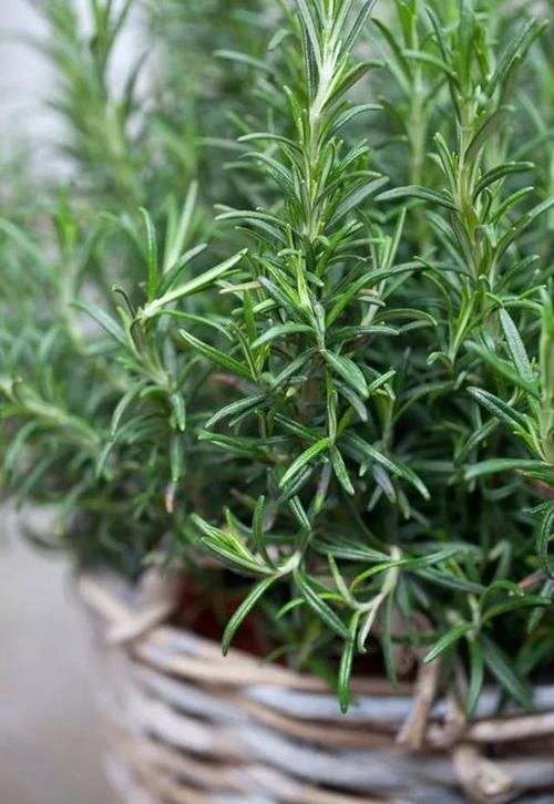  『天然』迷迭香带香气，天然“香料植物”，家里养一盆，免费空气清洁剂
