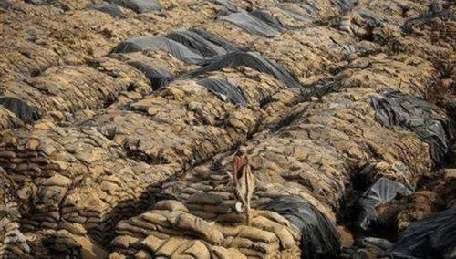  [印度]印度粮食产量仅中国一半，为何能养活同等人口，还大量出