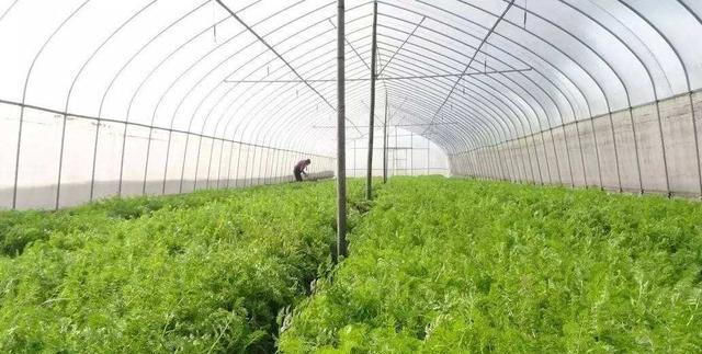  [承包]从2020年开始，承包土地的农民可以得到多少国家的补助金