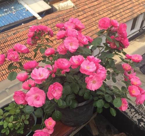  夺目：客厅养花，不如养“高档玫瑰”卡罗拉，鲜红的花色，炫彩夺目