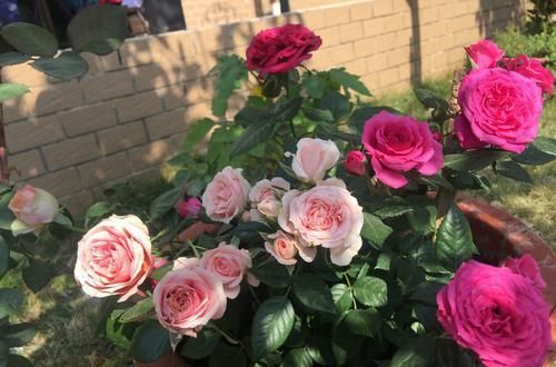  『玫瑰』此木本植物“迷你玫瑰”，植株低矮，花苞多，四季开花，养护容易