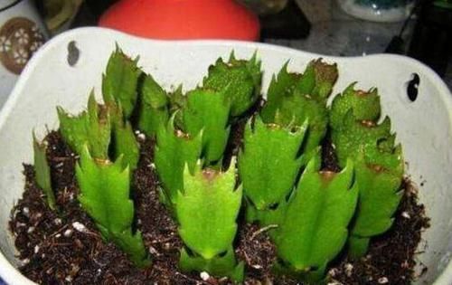  『蟹爪兰』趁着天暖扦插2种花，一片叶子扔土里，10天生根发芽，当年开花