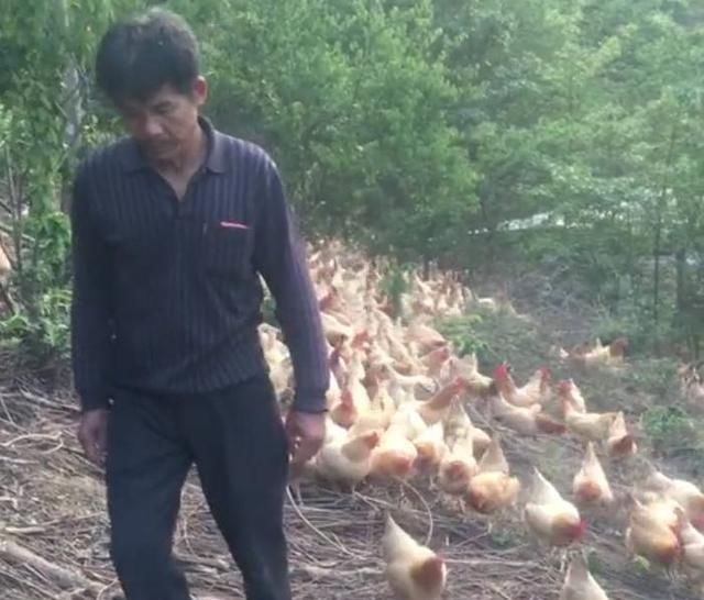  「一块钱」农民山上放养的土鸡，每天产蛋一个，一个一块钱，年