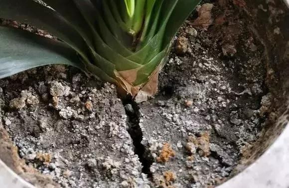 【盆土完全干】啥花都养不好？1种情况“最有可能”：好花都是浇死的！