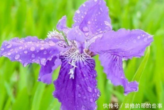  #选择#喜欢养护花卉，就选择5种花卉，花色艳、花期长，开花容易成花海