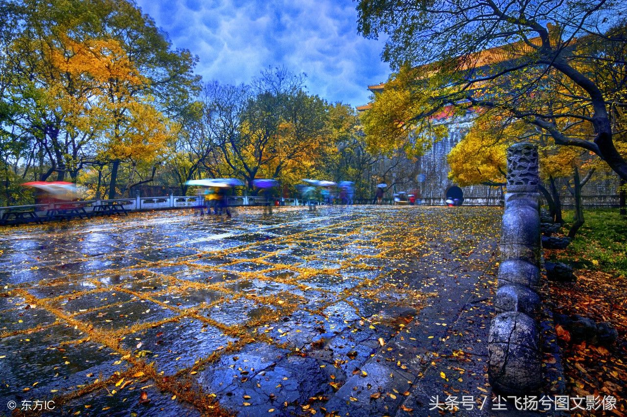 秋雨绵绵，秋叶秋花秋游秋意皆浓，金色的银杏林美若仙境