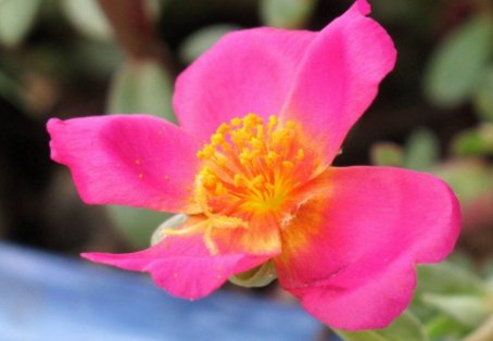  「轻松」新手学养花，就选这几朵小花，好打理爱开花，晾在阳台轻松变花海