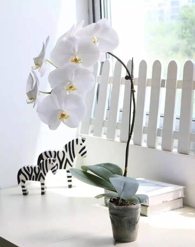  『天使』喜欢白色？这五种“洁白花”不可错过，美如雪中天使