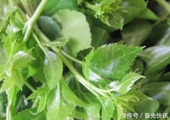 农村一种野草，人称“解百毒”，常被用来做汤，一斤卖到240