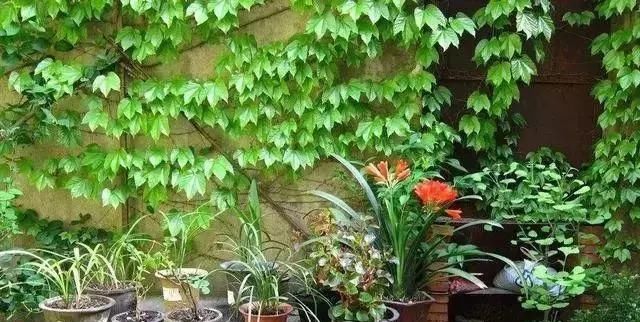  庭院：乡村的庭院，大家为什么这么喜欢