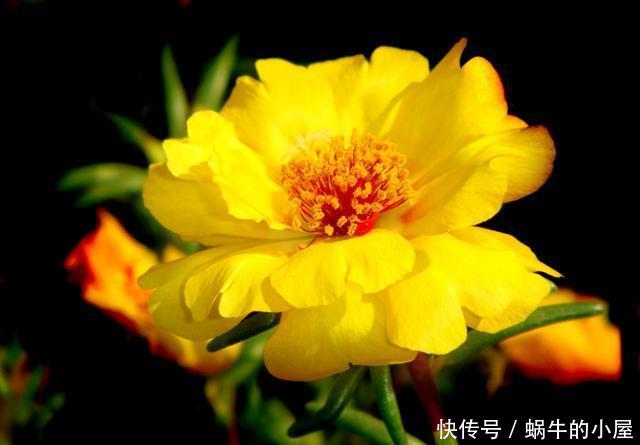  「俗气」3种花名字很俗气，但开花很鲜艳，爆盆也很简单，一年四季能赏花