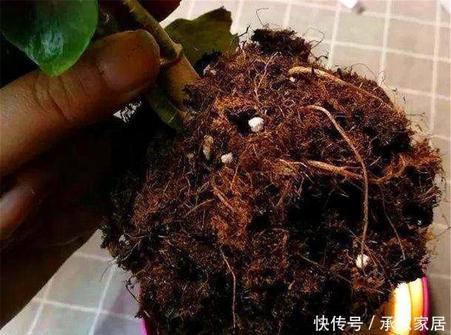 「盆地土壤」长寿花老桩开花难?根系受损是关键,做好3点,根系健壮开花多