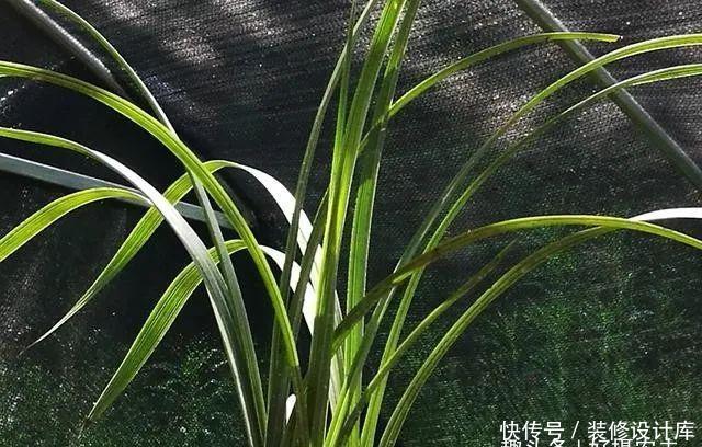 【最怕】兰花服盆期最怕什么?秒懂什么是退草,兰花成活不是问题