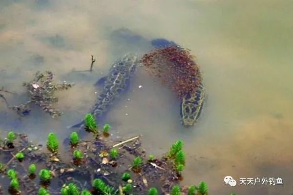  「小黑鱼」民间手竿钓黑鱼的几种方法，没钓过黑鱼的可以试试，操作异常简单