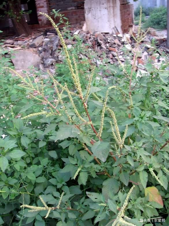  【农民们】农村人都喊它为仙草，你有见过吗你们哪里叫什么
