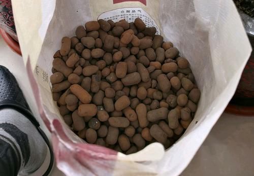 #盆栽#陶粒养花有妙用,学会使用陶粒,花卉盆栽爆盆绿油油又美观