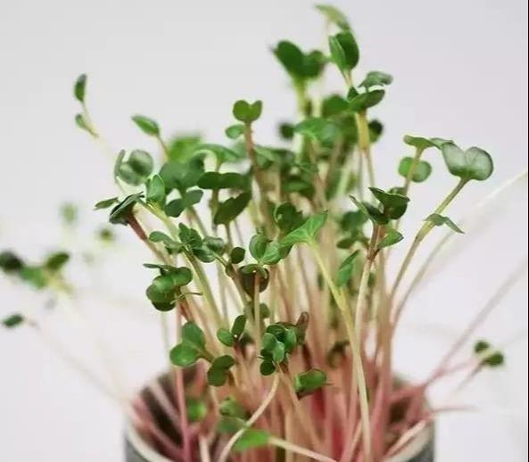  「雅致」播三五盆清新雅致的芽苗菜盆栽，靠自己的双手，尝尝春天的味道！